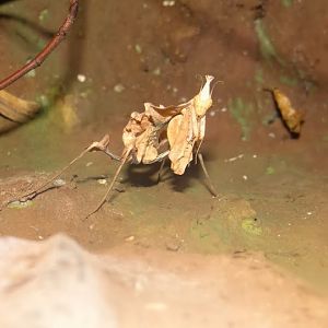 Idolomantis diabolica