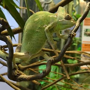 Chamaleo calyptratus