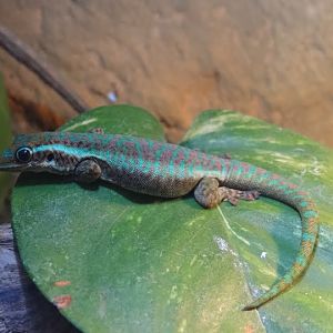Phelsuma borbonica mater