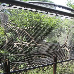 National Zoo: Clouded Leopard Exhibit