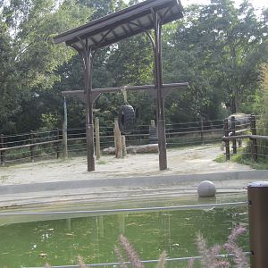 National Zoo: Elephant Trails