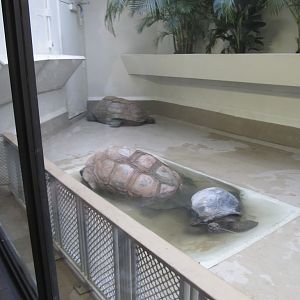 National Zoo: Tortoise Indoor Exhibit