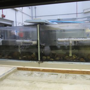 National Zoo: Japanese Giant Salamander Breeding Center
