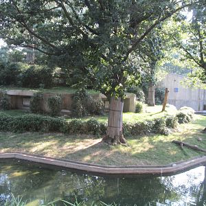 National Zoo: African Lion Exhibit