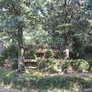 National Zoo: Sumatran Tiger Exhibit