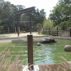 National Zoo: Elephant Trails