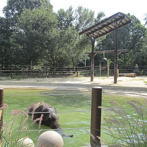 National Zoo: Elephant Trails