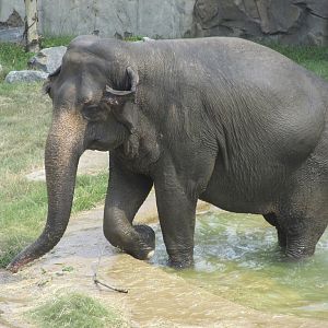 National Zoo: Elephant Swimming