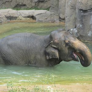 National Zoo: Elephant Swimming