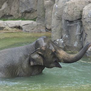 National Zoo: Elephant Swimming