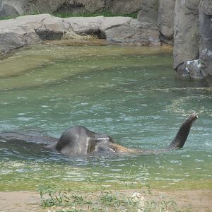 National Zoo: Elephant Swimming