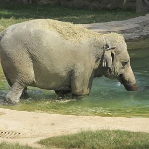 National Zoo: Elephant Swimming