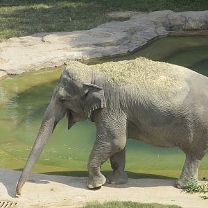 National Zoo: Asian Elephant