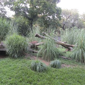 National Zoo: Cheetah Exhibit