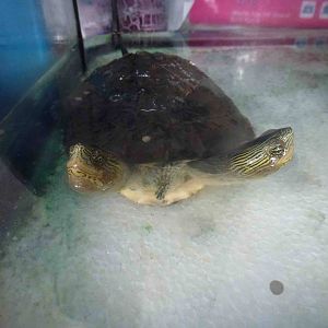 Two-headed turtle, July 2013.