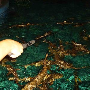 Shark fishing, July 2013.