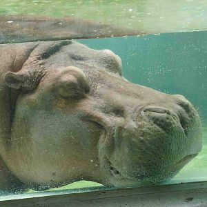 Hippo, July 2013.