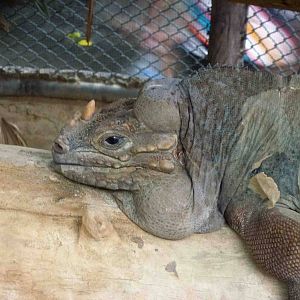 Rhinoceros iguana, July 2013.
