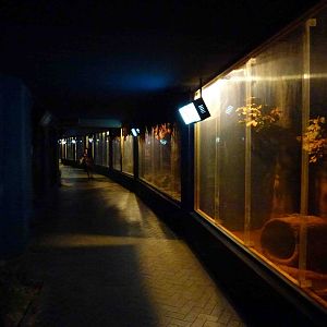 Nocturnal house interior, July 2013.