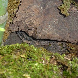 Kaeng Krachan parachute gecko, July 2013.