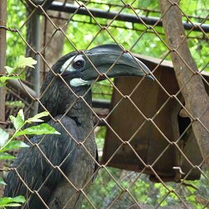 Bushy-crested hornbill, July 2013.