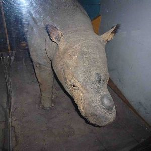 Sumatran rhino (stuffed), July 2013.