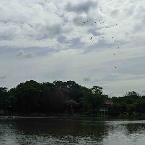 Wild spot-billed pelicans over the lake, July 2013.