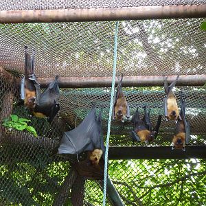 Lyle's flying foxes, July 2013.