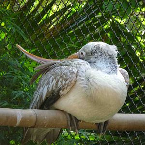 Spot-billed pelican, July 2013.