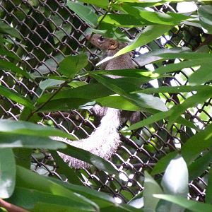 Wild tree shrew, July 2013.