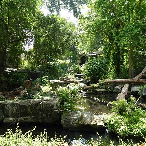 Asiatic black bear enclosure, July 2013.