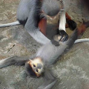 Red-shanked doucs, July 2013.