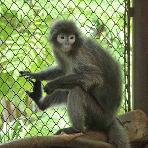 Phayre's langur, July 2013.