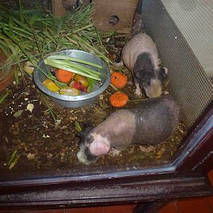 Hairless guinea pigs, July 2013.