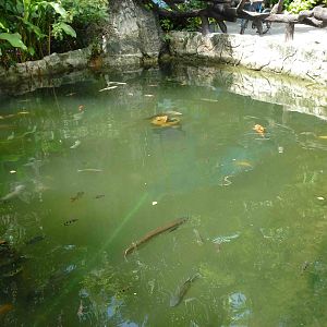 Aquatic life in the serow moat, July 2013.