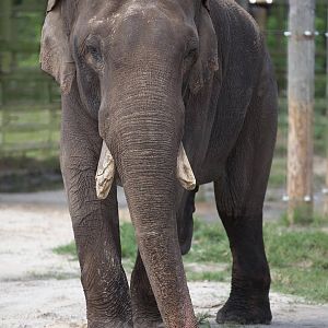 spike new male elephant