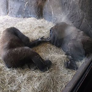 BOLINGO AND KISHINA 1-3-2014