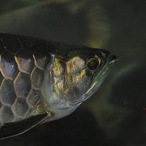 Asian Arowana