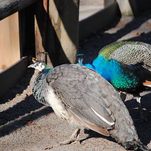 Indian Peafowls
