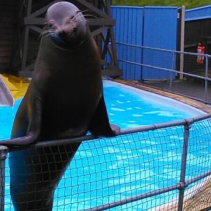 Sea Lion Display