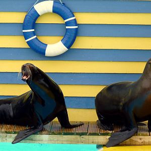 Sea Lion Display