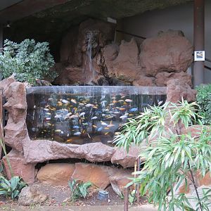 Exterior - Lake Malawi Cichlids Exhibit