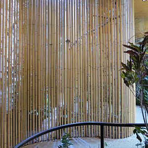 Entry Path - Raggiana Bird of Paradise and Green-naped Pheasant Pigeon Exhi