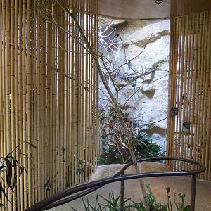 Entry Path - Raggiana Bird of Paradise and Green-naped Pheasant Pigeon Exhi