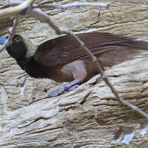 Entry Path - Raggiana Bird of Paradise
