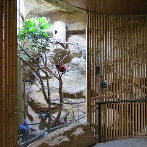 Entry Path - Pesquet's Parrot and Victoria Crowned Pigeon Exhibit