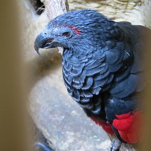 Entry Path - Pesquet's Parrot