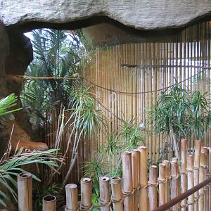 Entry Path - Bali Mynah, Jambu Fruit Dove, and Luzon Bleeding-heart Dove Ex