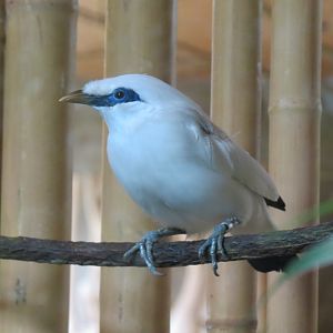 Entry Path - Bali Mynah