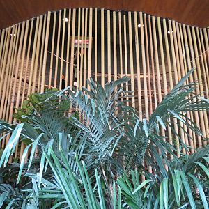 Entry Path - Rhinoceros Hornbill Exhibit